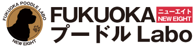福岡プードル研究所 | 福岡県久留米市のブリーダー